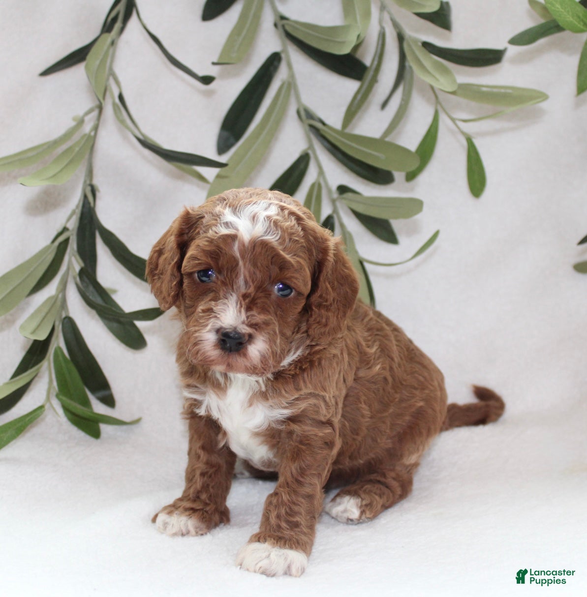 Cavapoo dogs Amber - Ad 1