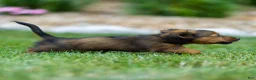 Miniature Dachshund dogs for sale: Marie Miniature Dachshund  - Ad 13
