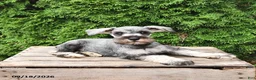 Miniature Schnauzer dogs for sale: Ben - Ad 4