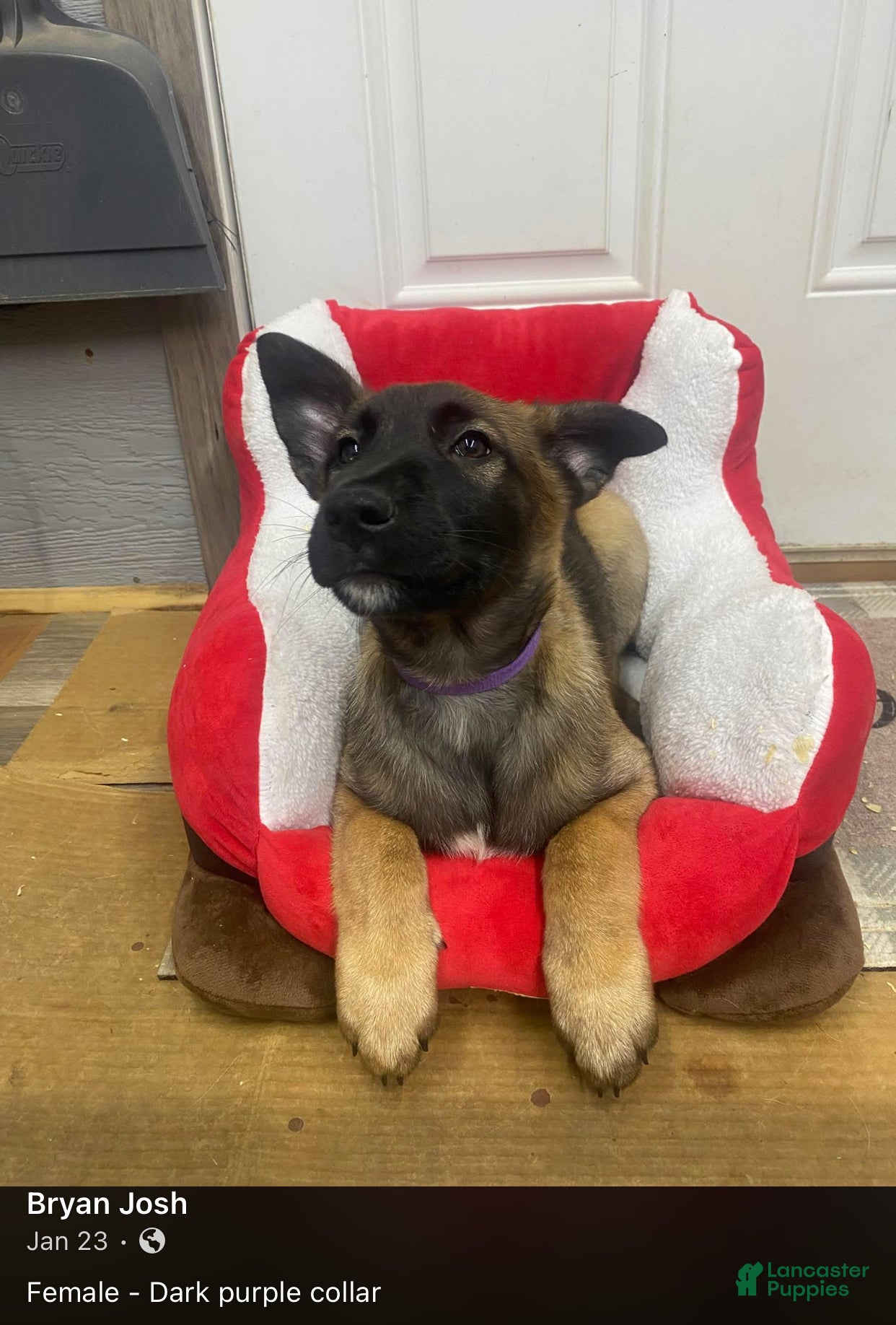 Mixed Breed dogs Mixed Breed Puppy 3 - Ad 24