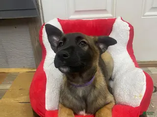 Mixed Breed dogs Mixed Breed Puppy 3 - Ad 24