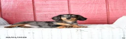 Miniature Dachshund dogs for sale: Trixie - Ad 4