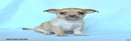 Chihuahua dogs for sale: Boxer - Ad 2