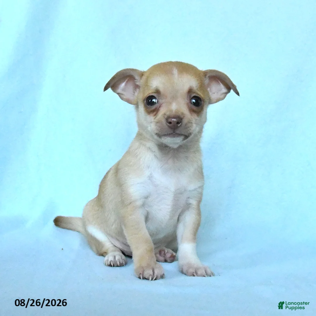 Chihuahua dogs for sale: Boxer - Ad 2