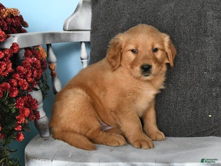 Golden Retriever dogs - Ad 38