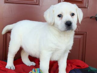 Labrador Retriever dogs Ginger - Champ line - Ad 16