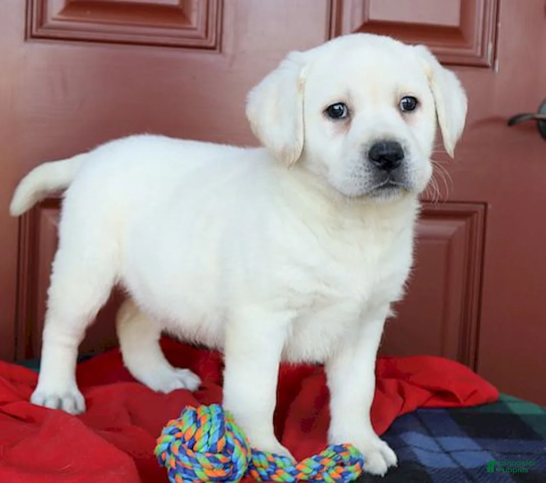 Labrador Retriever dogs for sale: Kinsley - Champ line - Ad 16
