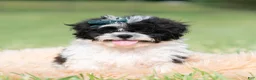 Shih Tzu dogs for sale: Cookie Crumb - Ad 4