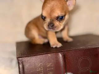 French Bulldog dogs French Bulldog Puppy 1 - Ad 12