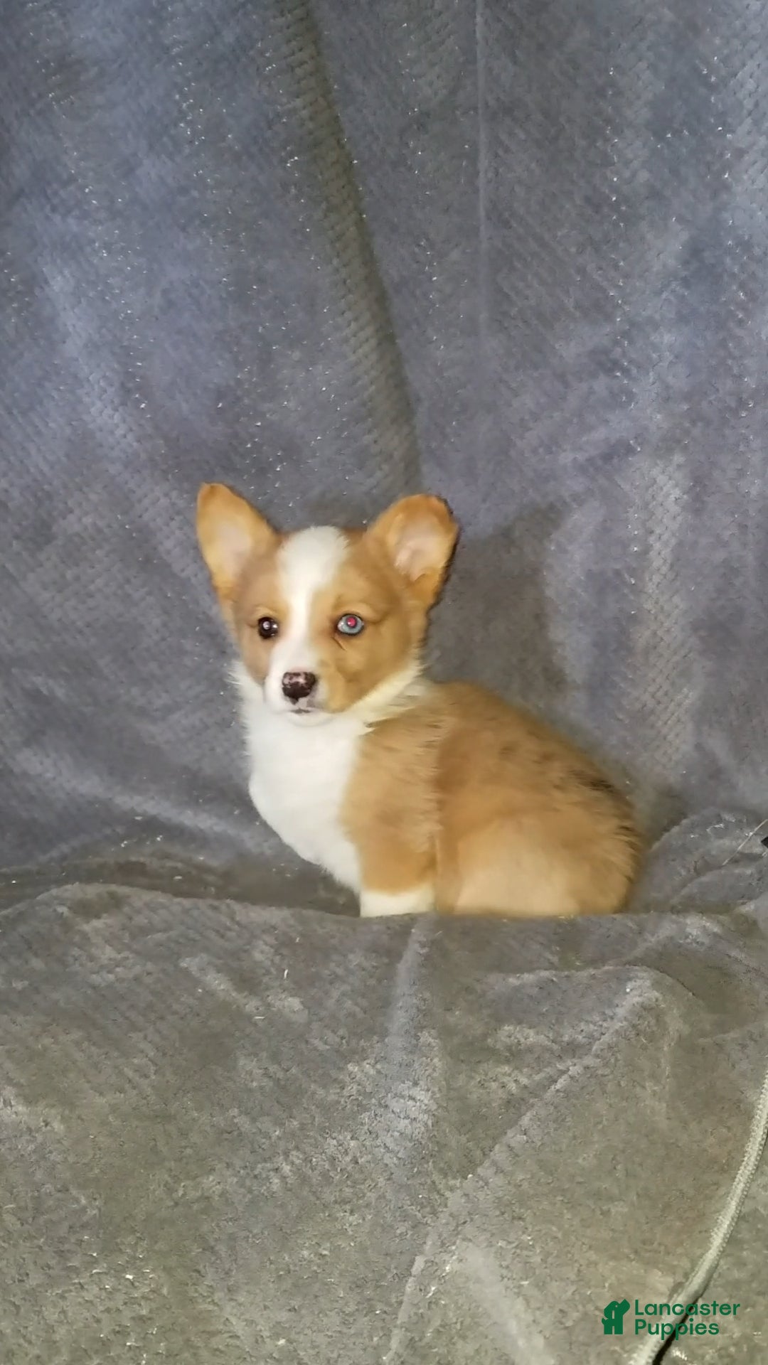 Mixed Breed dogs Audrey  - Ad 27