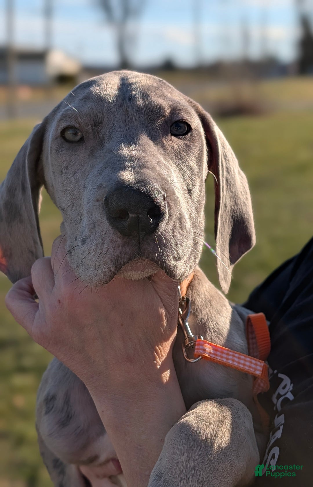 Great Dane dogs for sale: Great Dane Puppy 1 - Ad 5