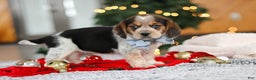 Beagle dogs for sale: Noah - Ad 7