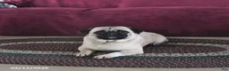 Pug dogs for sale: Pepsi - Ad 1