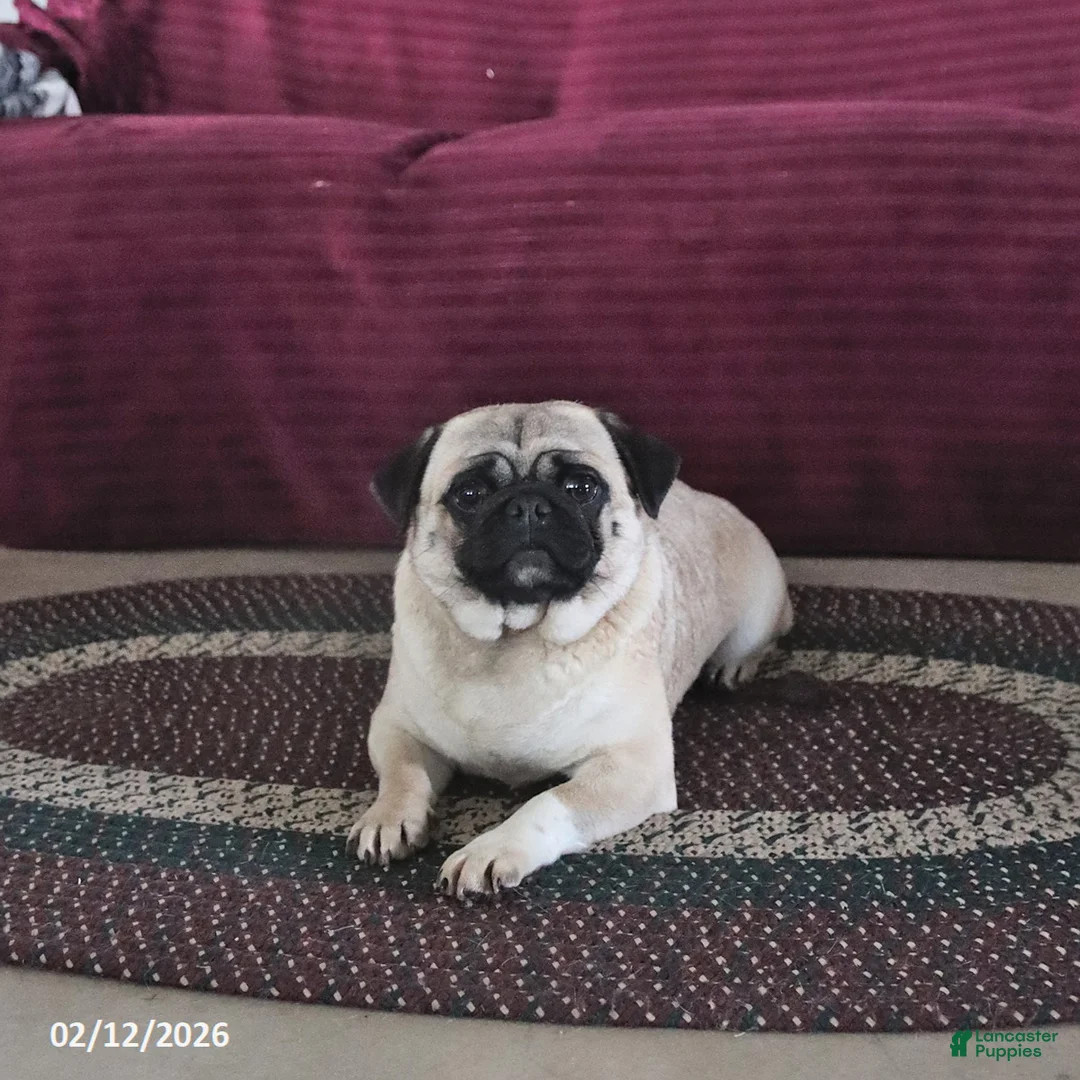 Pug dogs for sale: Pepsi - Ad 1