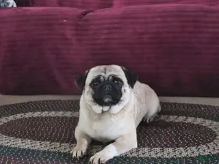 Pug dogs Pepsi - Ad 37