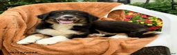 Australian Shepherd dogs for sale: Mia  - Ad 5