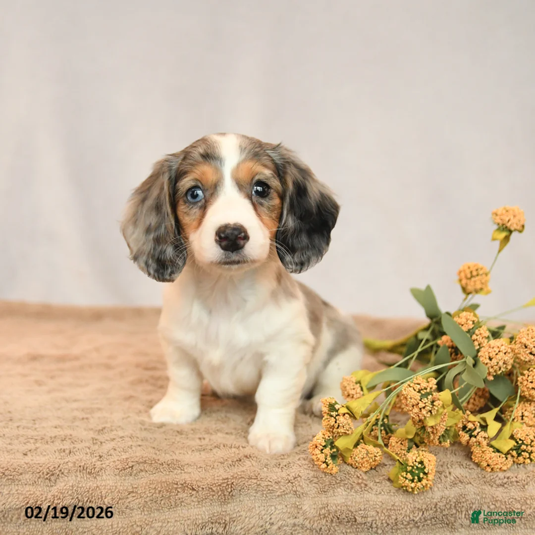 Miniature Dachshund dogs for sale: Beauty - Ad 3