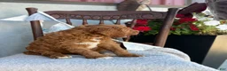 Goldendoodle dogs for sale: Cozette - Ad 7