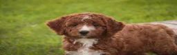 Cavapoo dogs for sale: Rory Cavapoo  - Ad 13
