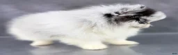 Pomeranian dogs for sale: Bitsy AKC  - Ad 3