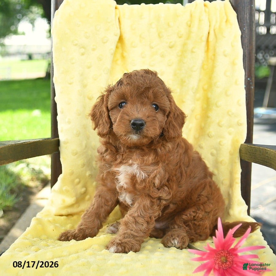 Cavapoo dogs Jax  - Ad 2