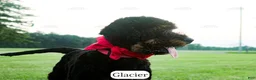 Bernedoodle dogs for sale: Glacier - Ad 9