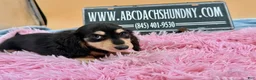 Miniature Dachshund dogs for sale: Carrie’s chocolate  will be 6 lbs - Ad 3