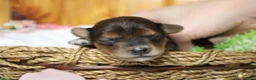 Yorkiepoo dogs for sale: Boris  - Ad 3
