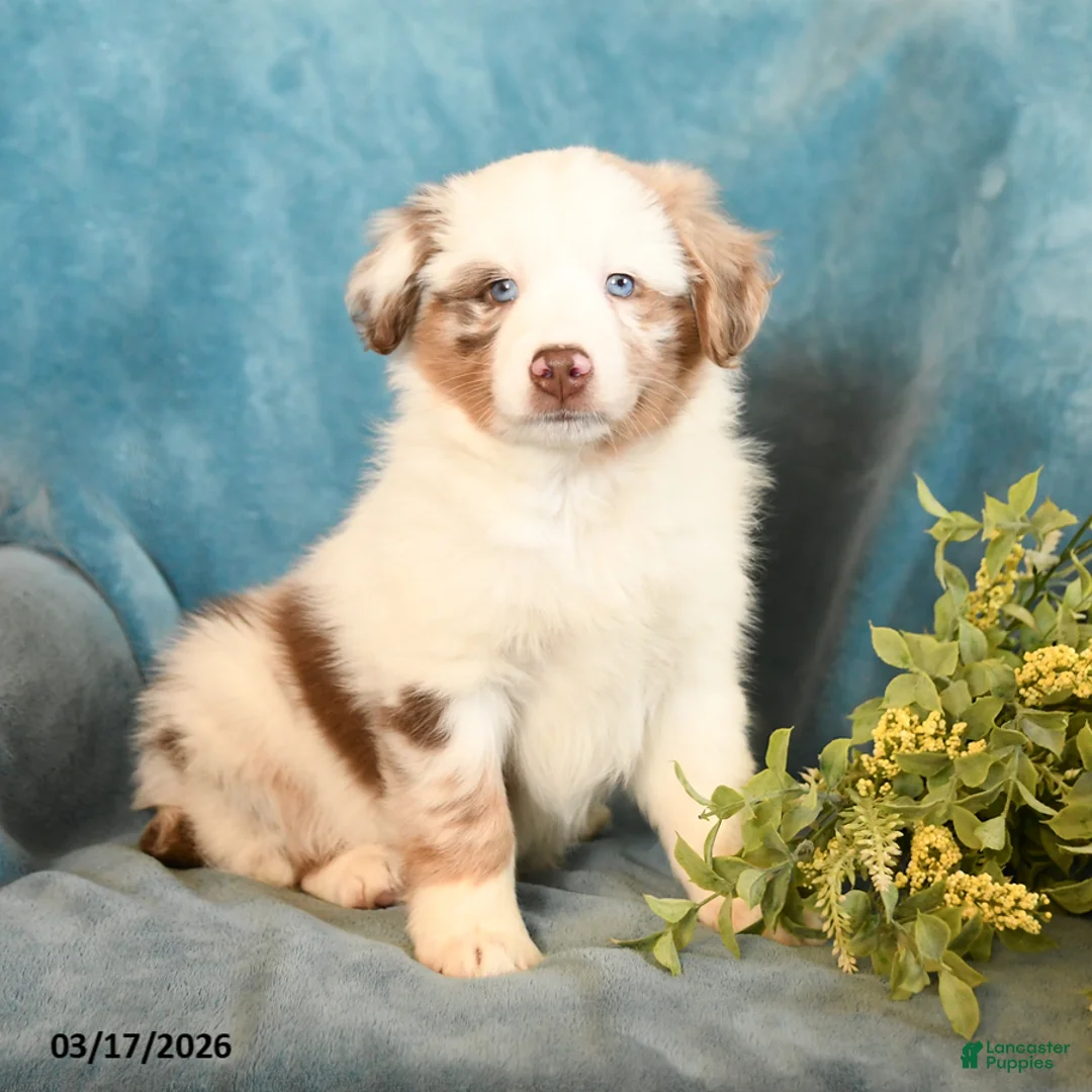 Miniature Australian Shepherd dogs for sale: Minnie - Ad 1