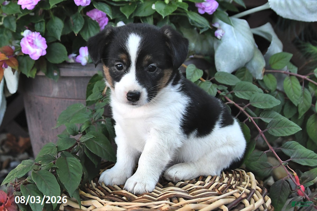 Mixed Breed dogs Captain - Ad 1
