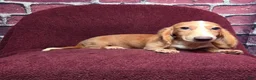 Miniature Dachshund dogs for sale: Max - Ad 2