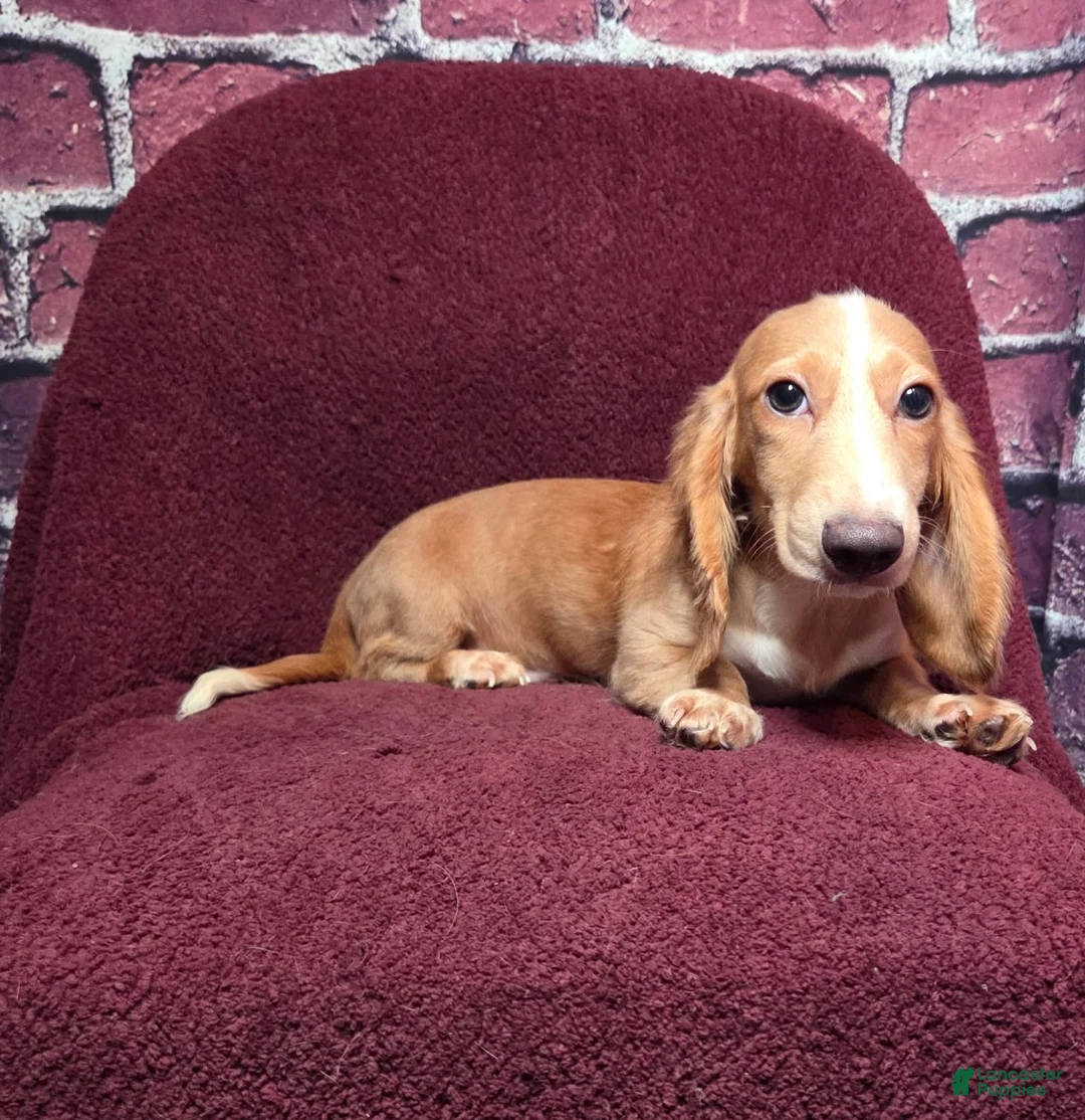 Miniature Dachshund dogs for sale: Max - Ad 2