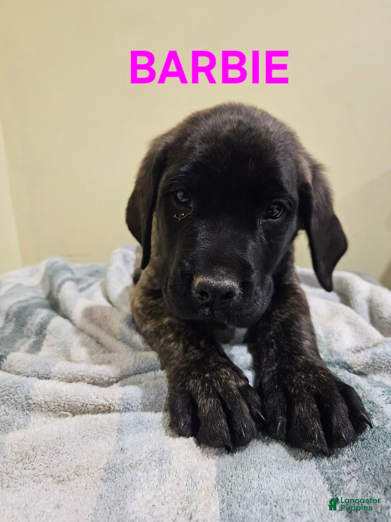 English Mastiff dogs English Mastiff Puppy 3 - Ad 14
