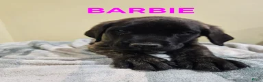 English Mastiff Puppy 3
