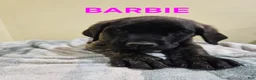 English Mastiff dogs for sale: English Mastiff Puppy 3 - Ad 1