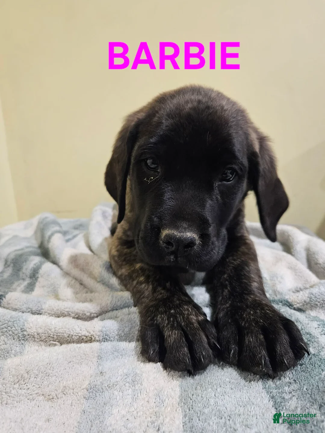 English Mastiff dogs for sale: English Mastiff Puppy 3 - Ad 1