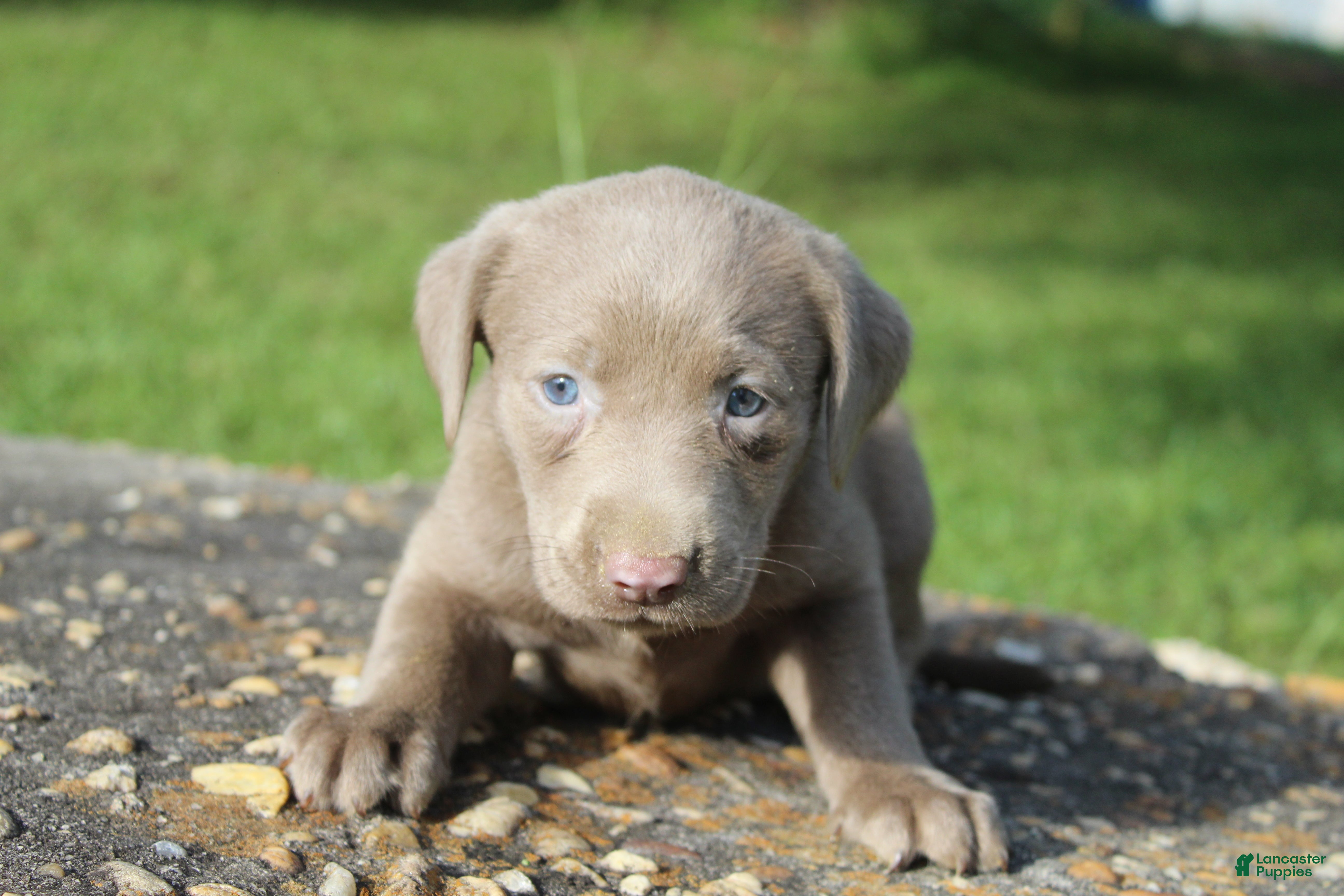 Labrador Retriever dogs Alley - Ad 1