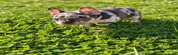 French Bulldog dogs for sale: Clarabelle - Ad 5