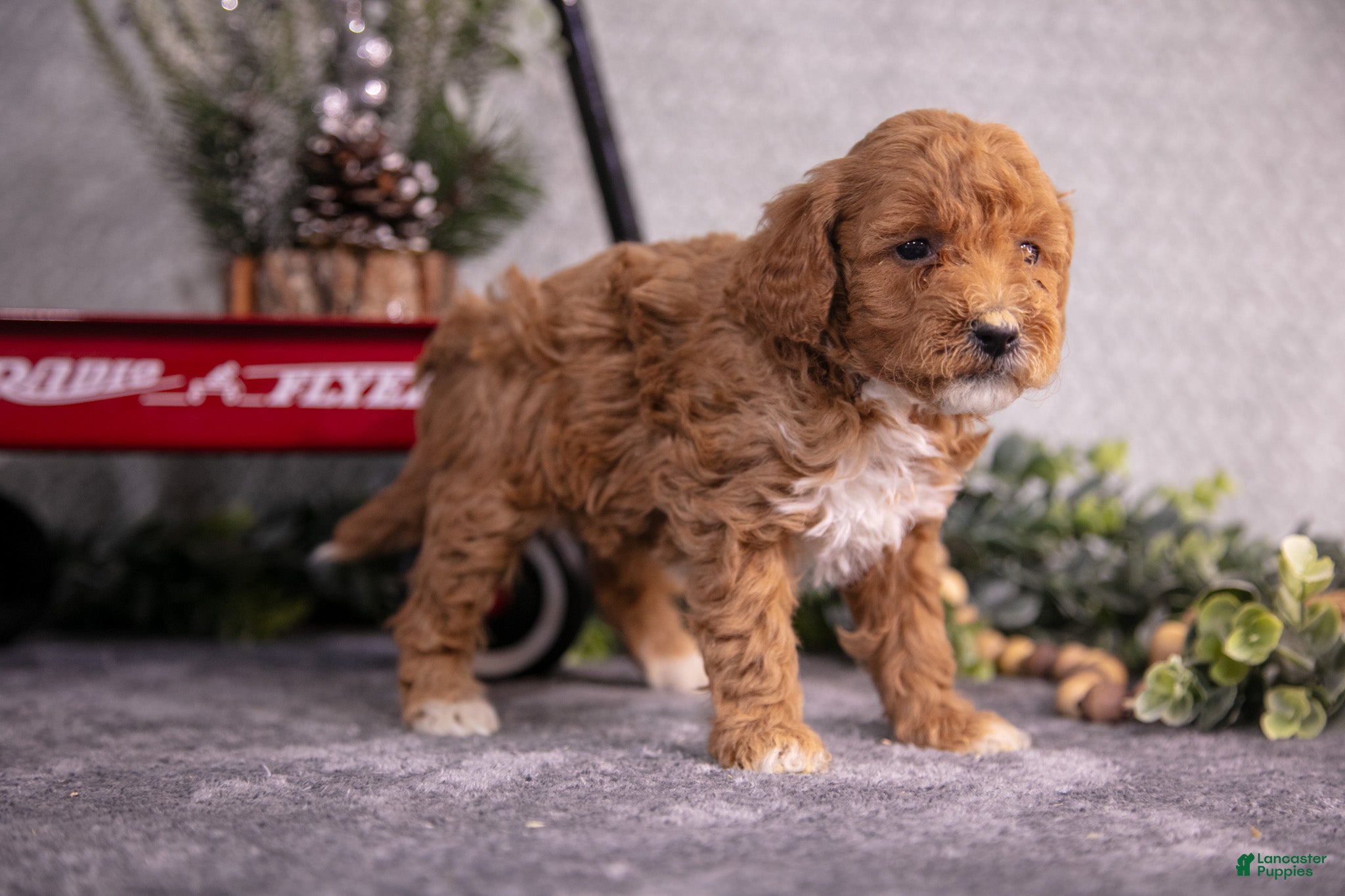 Mini Goldendoodle dogs Veda - Ad 40