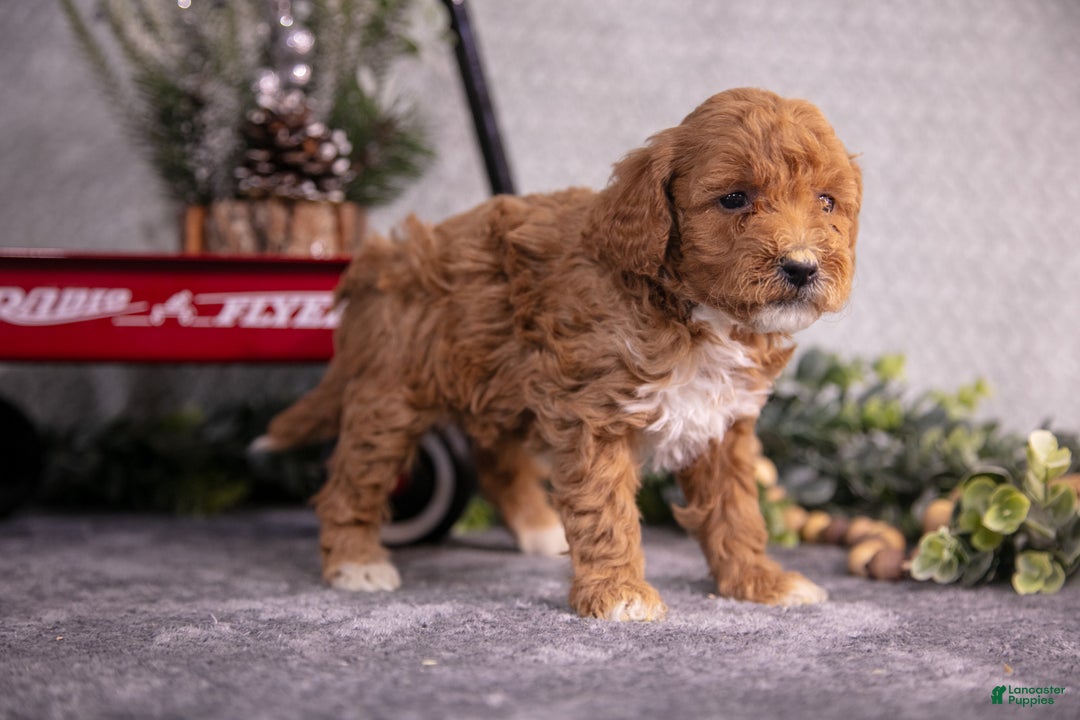 Mini Goldendoodle dogs for sale: Veda - Ad 1