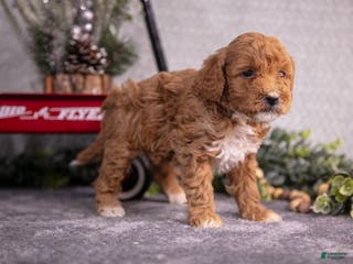 Mini Goldendoodle dogs Veda - Ad 40