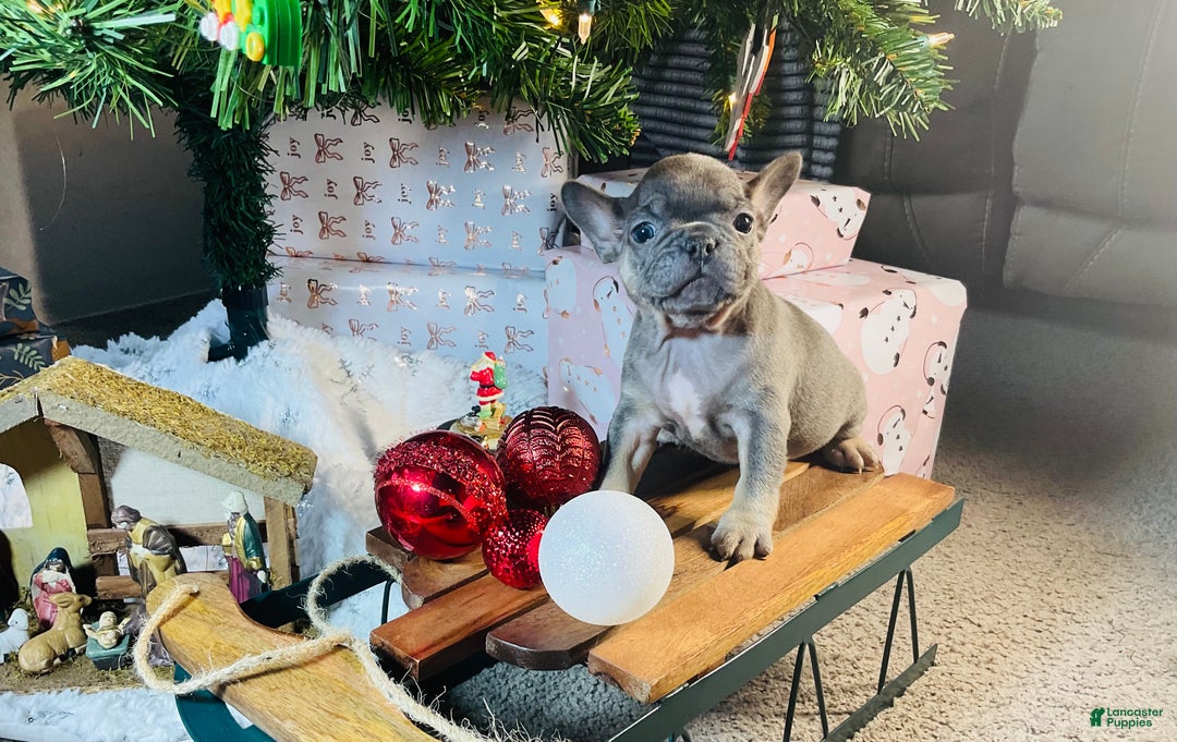 French Bulldog dogs for sale: Stella - Ad 5