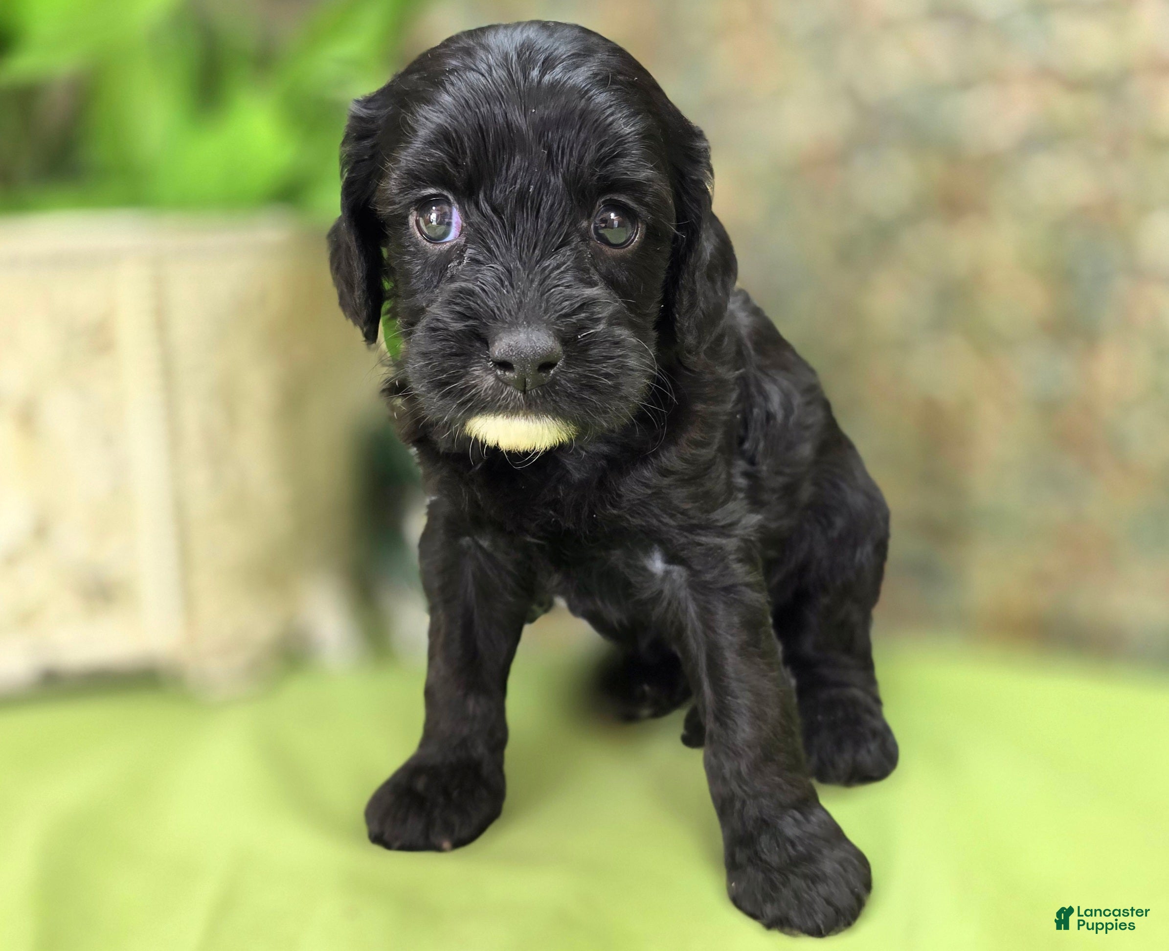 Cavapoo dogs Paisley - Ad 17