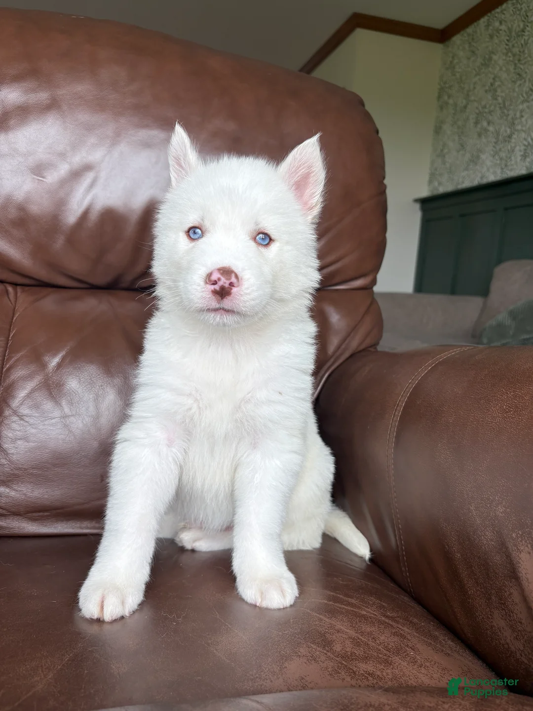 Siberian Husky dogs for sale: Sean - Ad 2
