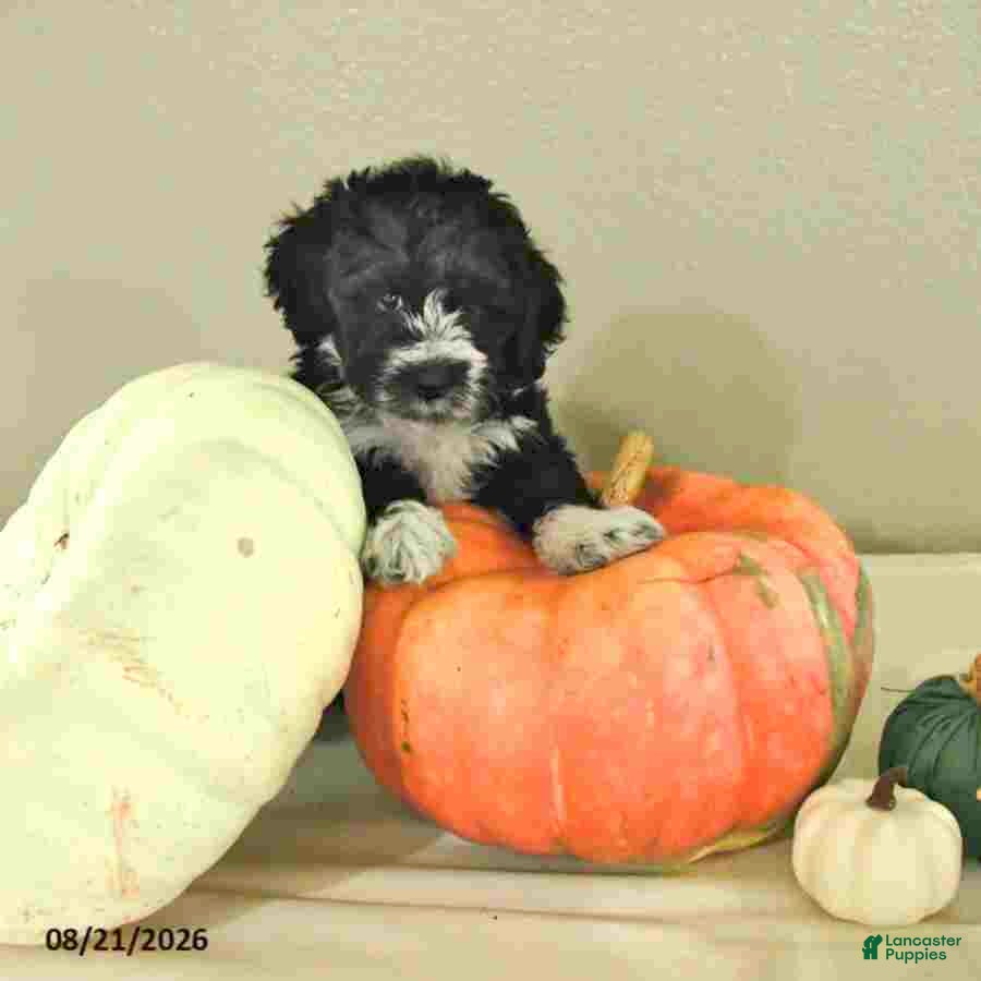 Mini Bernedoodle dogs Malik - Ad 2