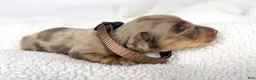 Miniature Dachshund dogs for sale: Hot fudge - Ad 2