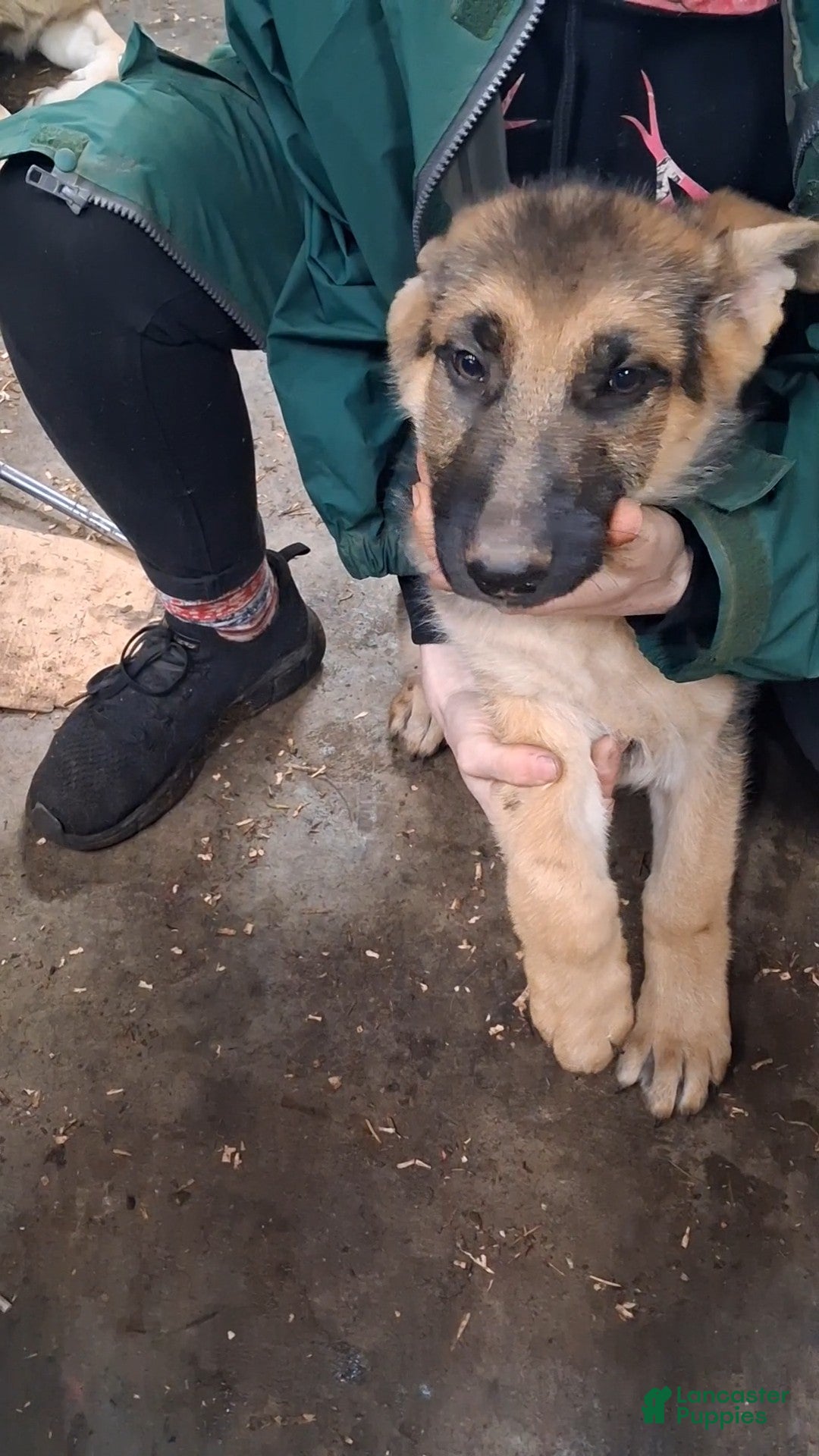 German Shepherd dogs for sale: German Shepherd Puppy 1 - Ad 9