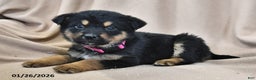 Mixed Breed dogs for sale: Bella   - Ad 3