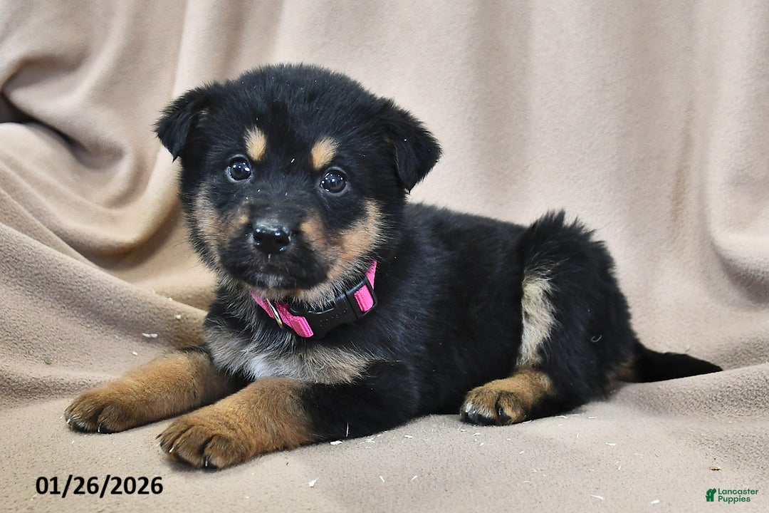 Mixed Breed dogs for sale: Bella   - Ad 3