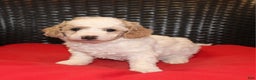 Mini Goldendoodle dogs for sale: Candy Cane - Ad 3